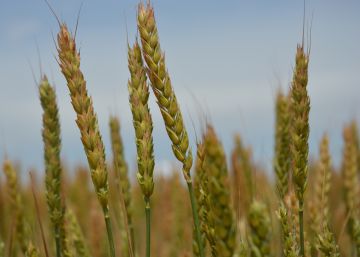 El ‘big data’ revoluciona la agricultura