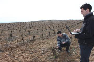Dos trabajadores de Emilio Moro en los viñedos de la bodega.