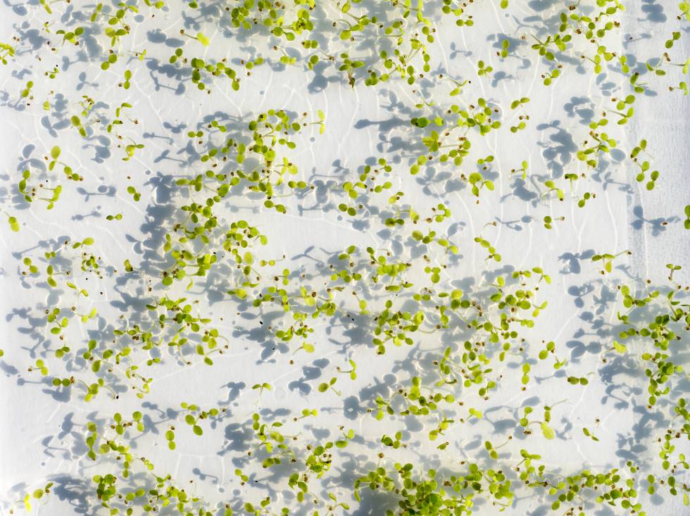 La analítica de datos llega al campo y promete multiplicar las cosechas