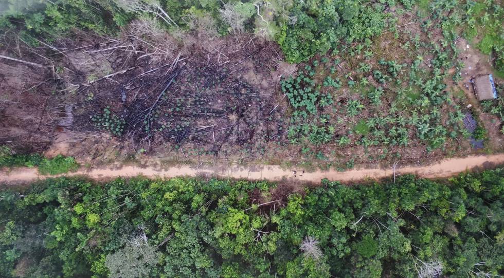 Primeras imágenes tomadas por el dron: deforestación y carreras ilegales