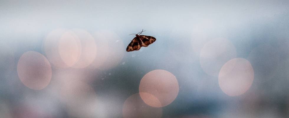 Empatía empresarial para domar el efecto mariposa