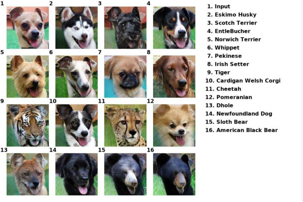 Inteligencia artificial para convertir a tu perro en una hiena