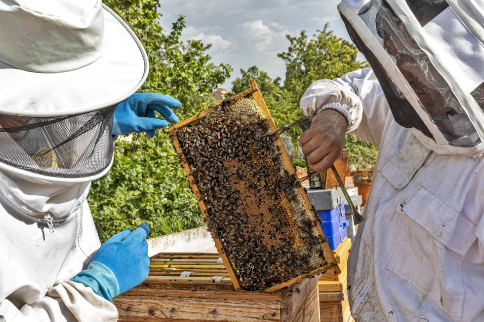 Colmenas inteligentes para combatir el colapso de las abejas
